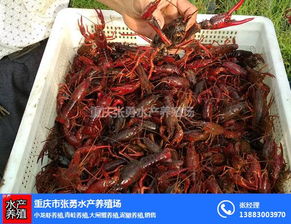 重慶市南川區(qū)張勇水產(chǎn)養(yǎng)殖場